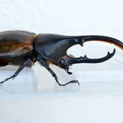 【無料(0円)でお譲りします】　ヘラクレスオオカブト【【亜種】】　新成虫【ペア】（ミラクルその12）の画像