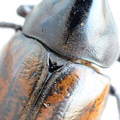 【無料(0円)でお譲りします】　ヘラクレスオオカブト【【亜種】】　新成虫【ペア】（ミラクルその12）の画像