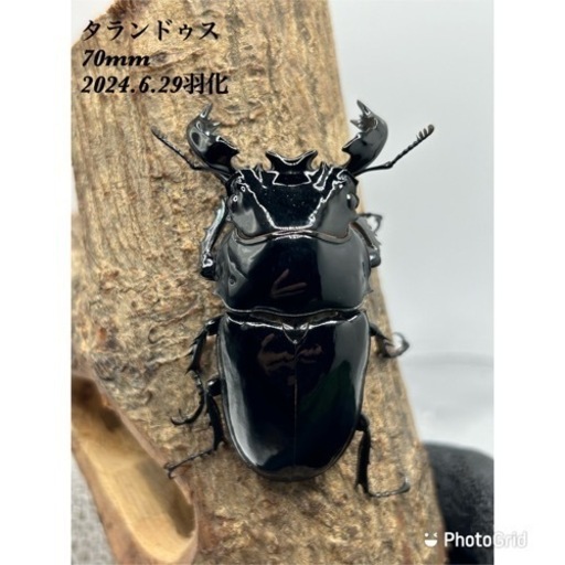 タランドゥスオオツヤクワガタ ペア 工場 タランドゥスオオツヤ