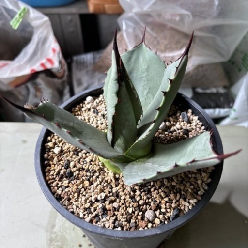 アガベ　パリー　トランカータ