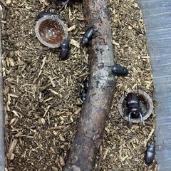 クワガタ　一度中止します。
