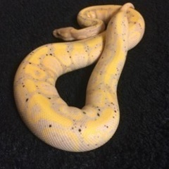 ボールパイソン　バナナ