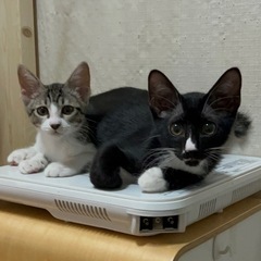 ＜決定しました！＞🐤お話中😻ひよこ♀だいず♂あずき♀ キュートな3兄弟です❤️ − 福岡県