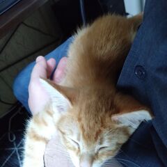 子猫譲渡※ただいま里親検討中