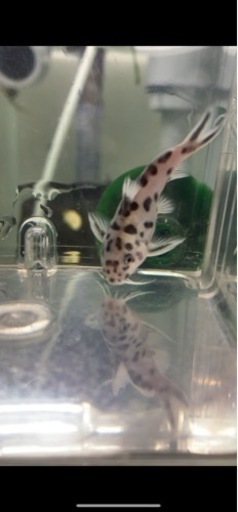 熱帯魚　アフリカンシクリッド  シノドンティス　ポリィ　4センチ　レア種
