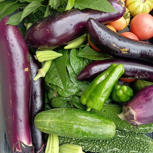 新鮮夏野菜セット