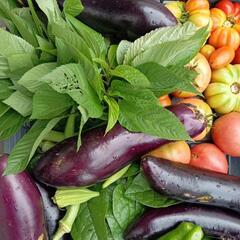 新鮮夏野菜Sセットの画像