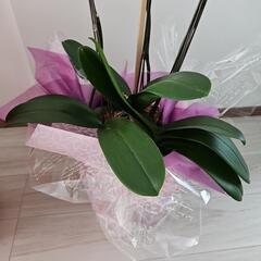 胡蝶蘭鉢植え(お取り引き中)