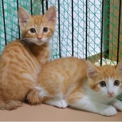 仲良し2匹の里親探しです🐱