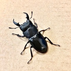 沖縄ヒラタクワガタ♂２匹で500円✌️