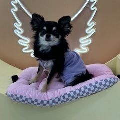 犬友達募集