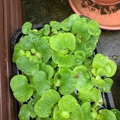 布袋草もらっていただける方