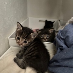 わんぱく子猫 里親募集 (募集停止中)