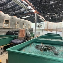 金魚　らんちゅうの画像