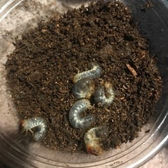 【決まりました】カブトムシ幼虫