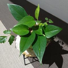 夜光貝 & 観葉植物