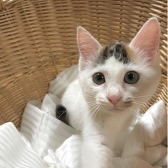 🍒【終の住処きまりました🙇‍♀️珍しい模様のミケ猫【紅ちゃん】甘...