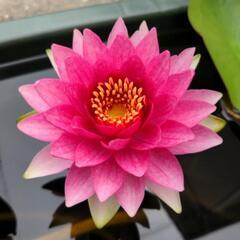 メダカの隠れ家、睡蓮
