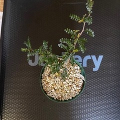 多肉植物 塊根植物 オペルクリカリア パキプスの画像