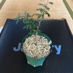 多肉植物 塊根植物 オペルクリカリア パキプス