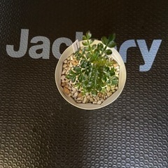 多肉植物　塊根植物　オペルクリカリア　デカリーの画像