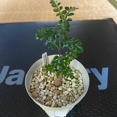 多肉植物　塊根植物　オペルクリカリア　デカリー