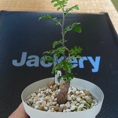 多肉植物　塊根植物　オペルクリカリア　デカリーの画像