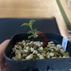 多肉植物　塊根植物　オペルクリカリア　パキプス　その2