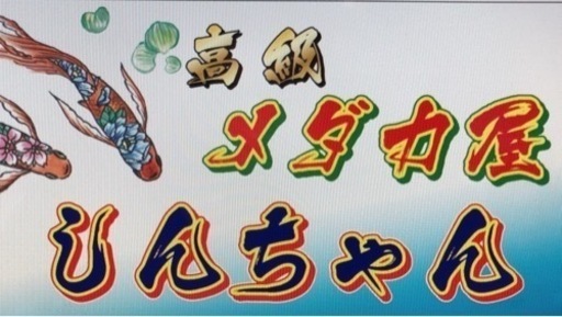 メダカの卵