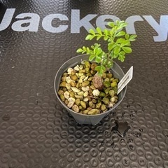 多肉植物　塊根植物　オペルクリカリア　デカリー　その２