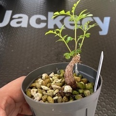 多肉植物　塊根植物　オペルクリカリア　デカリー　その２の画像