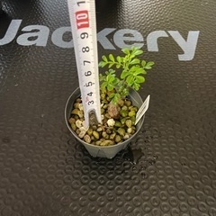 多肉植物　塊根植物　オペルクリカリア　デカリー　その２の画像