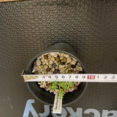 多肉植物　塊根植物　オペルクリカリア　パキプス　その３の画像