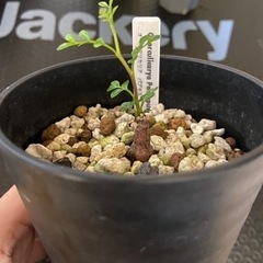 多肉植物　塊根植物　オペルクリカリア　パキプス　その３の画像