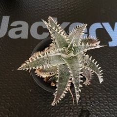 多肉植物　ディッキア　クアンタム　その２
