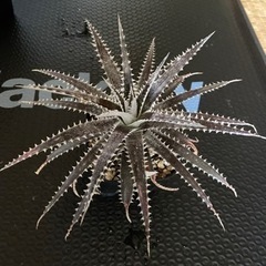 多肉植物　ディッキア　ＳＰ