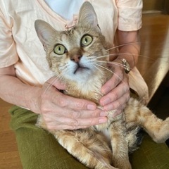 茶キジのキロちゃん。高齢の方でも、ご相談ください。