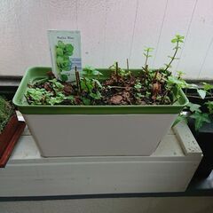 終了／ 観葉植物 インテリア ガーデニング モヒート ミント