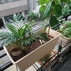 交渉中／ 観葉植物 インテリア ガーデニング 植物