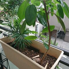 交渉中／ 観葉植物 インテリア ガーデニング 植物の画像