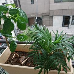 交渉中／ 観葉植物 インテリア ガーデニング 植物の画像