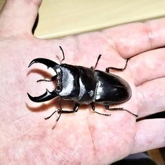 オキナワヒラタクワガタ♂５㎝サイズ⭐️夏休み格安出品セール💫