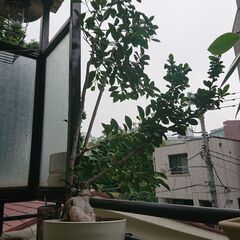 終了／3日夜20時／ 観葉植物 インテリア ガーデニング ガジュマル