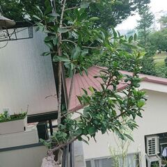 終了／3日夜20時／ 観葉植物 インテリア ガーデニング ガジュマルの画像