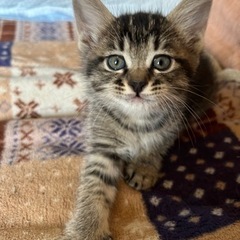 【決まりました】親子で引き取り希望 