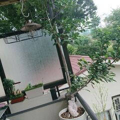 終了／3日夜20時／ 観葉植物 インテリア ガーデニング ガジュマルの画像