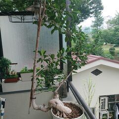 終了／3日夜20時／ 観葉植物 インテリア ガーデニング ガジュマルの画像