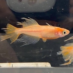 【上原メダカ】5匹お得買いセール