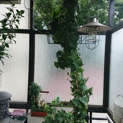 終了／ 観葉植物 インテリア ガーデニング アイビー