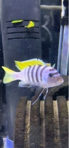 熱帯魚　アフリカンシクリッド  シノティラピア　アフラ　ジャロリーフ　ペア販売　オス9センチ　メス7センチ　写真個体販売